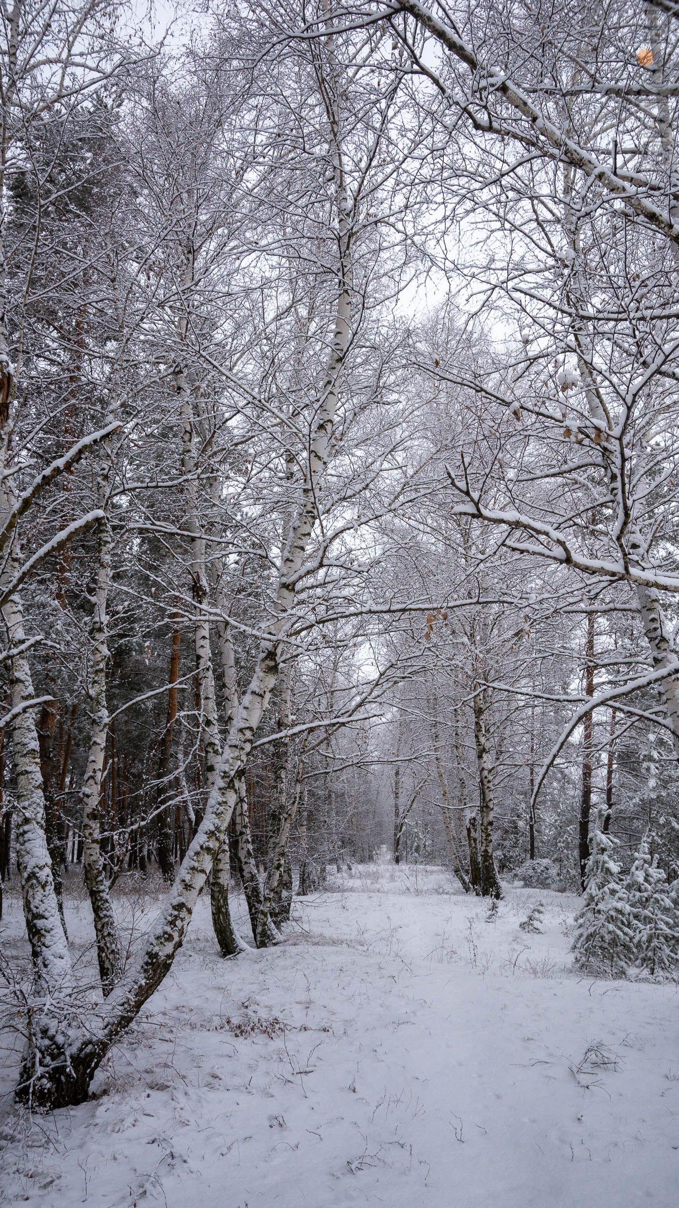 ::Балашов. Зимние пейзажи - 2020