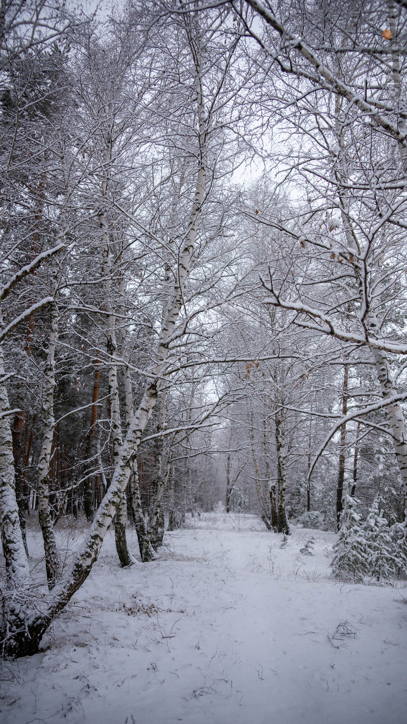 ::Балашов. Зимние пейзажи - 2020