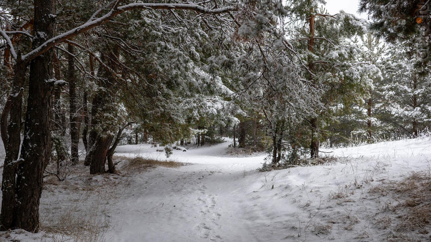 ::Балашов. Зимние пейзажи - 2020