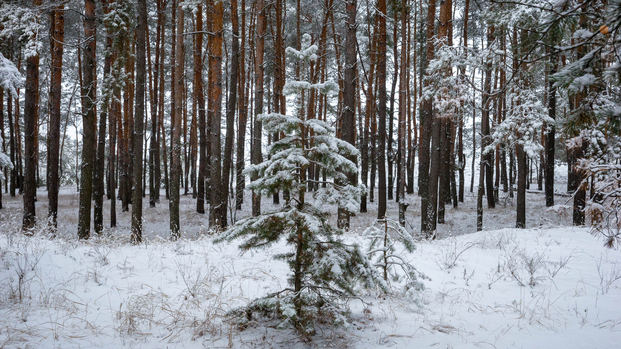 ::Балашов. Зимние пейзажи - 2020