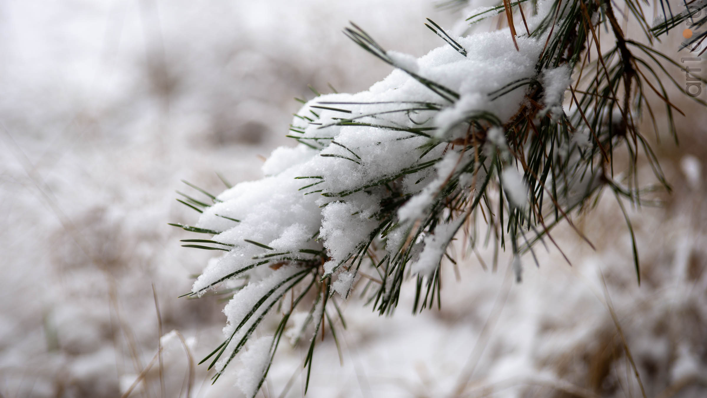 ::Балашов. Зимние пейзажи - 2020