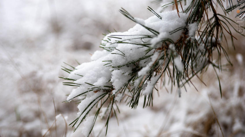 ::Балашов. Зимние пейзажи - 2020