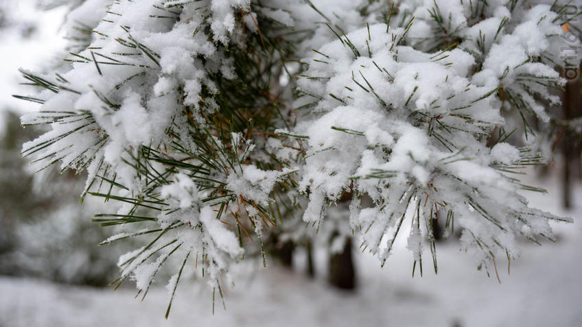 ::Балашов. Зимние пейзажи - 2020