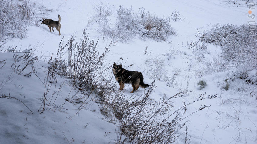 ::Балашов. Зимние пейзажи - 2020