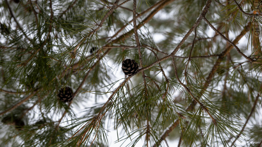 ::Балашов. Зимние пейзажи - 2020