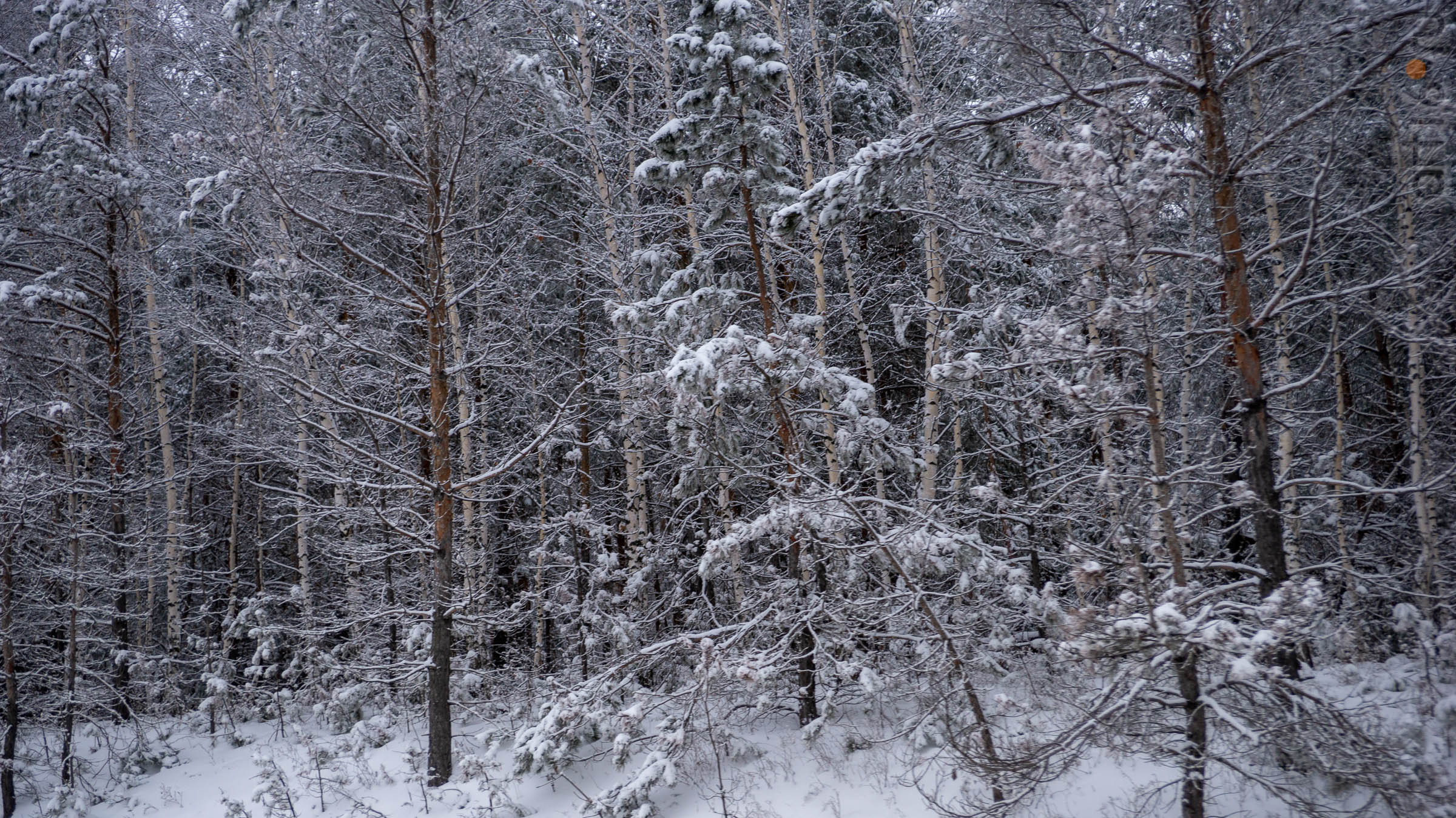 ::Балашов. Зимние пейзажи - 2020
