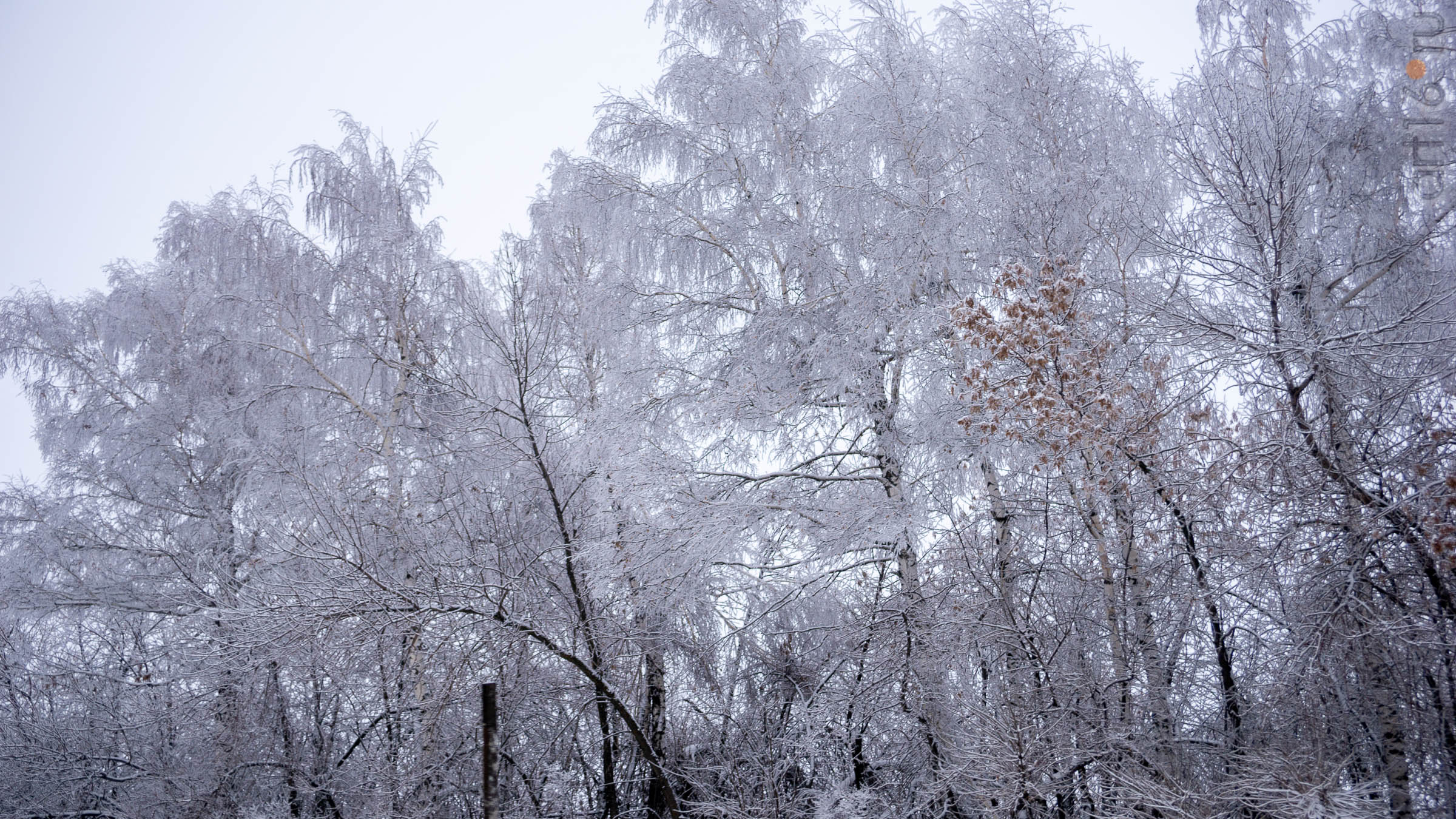 ::Балашов. Зимние пейзажи - 2020