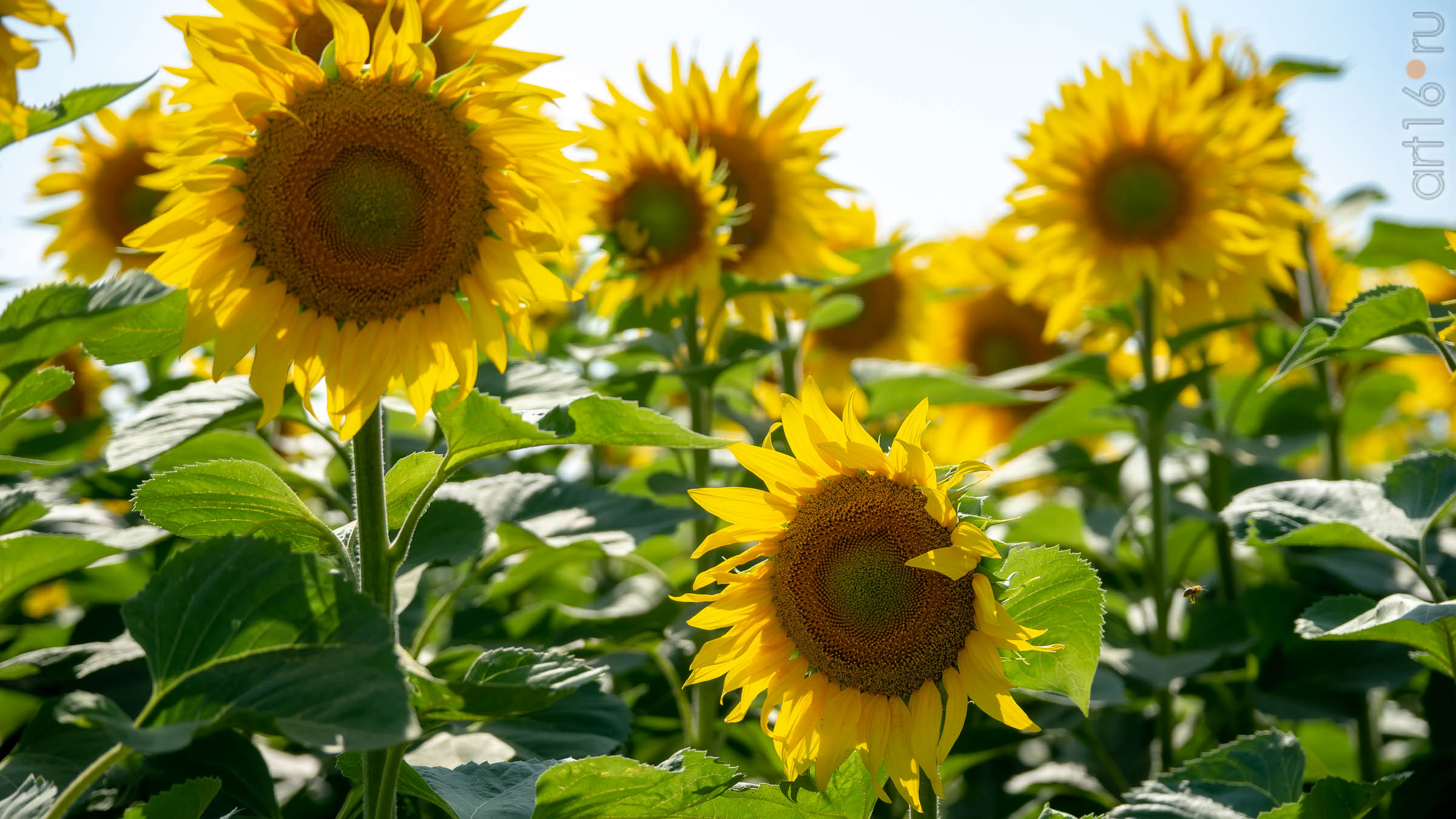 Подсолнухи Черноземья::Воронеж 20.07.2019
