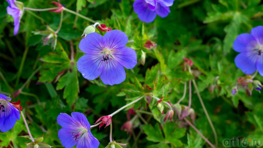 ::Цветочный фестиваль - 2020