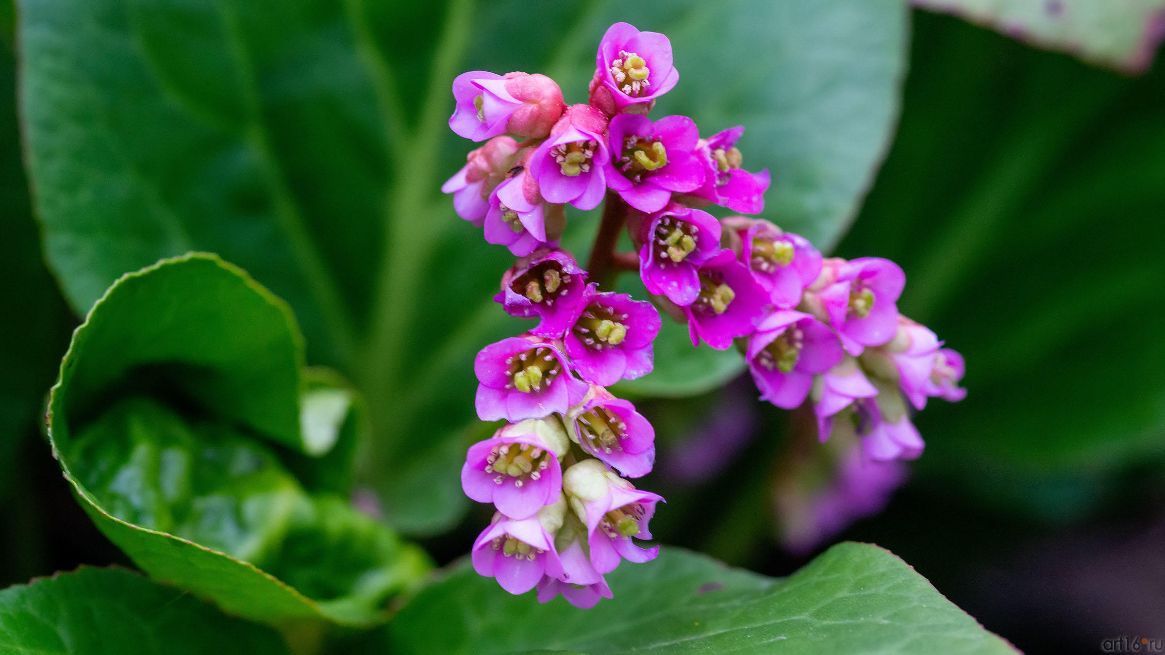 ::Волжский берег. Нижний Услон