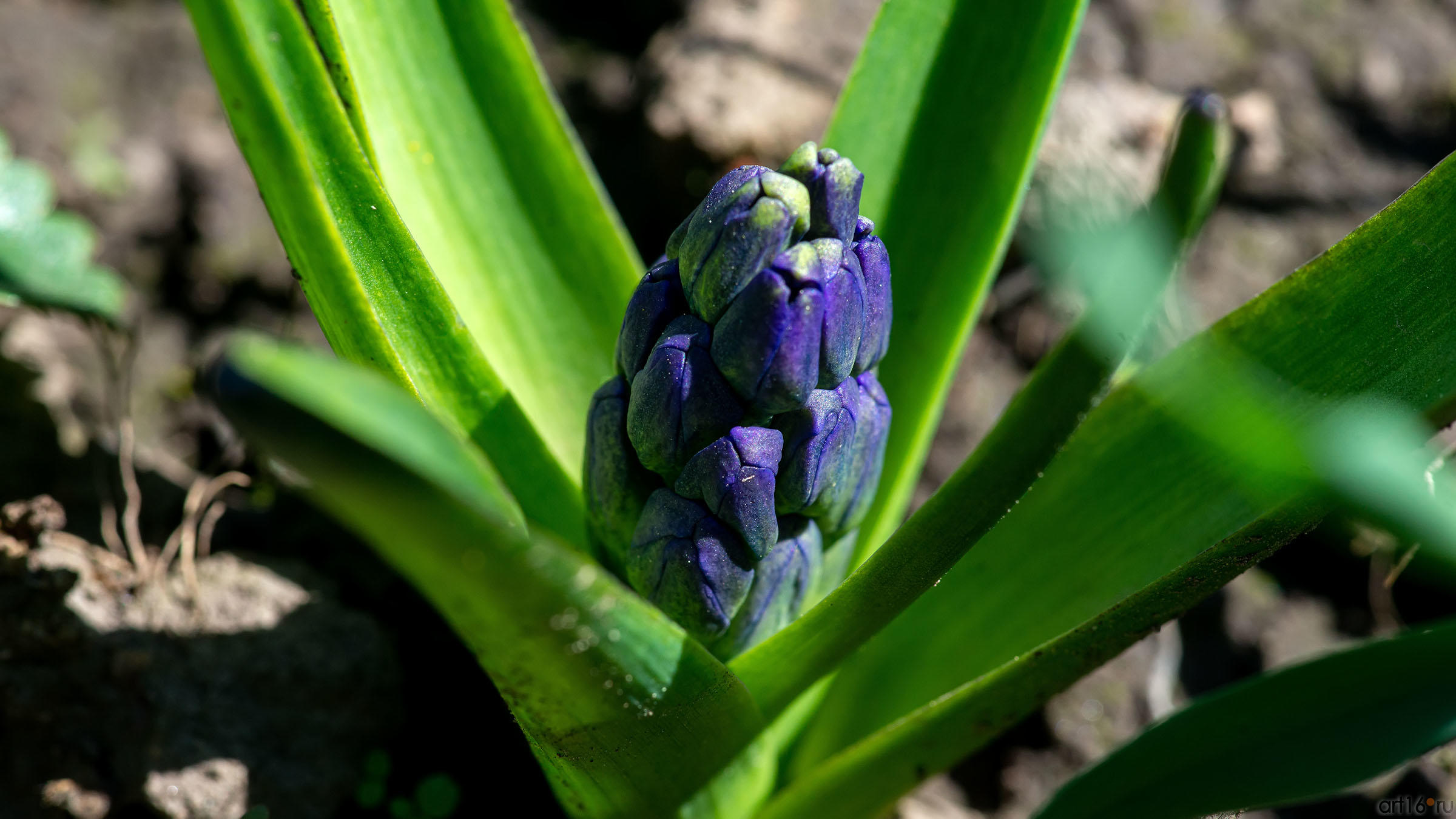 ::Волжский берег. Нижний Услон