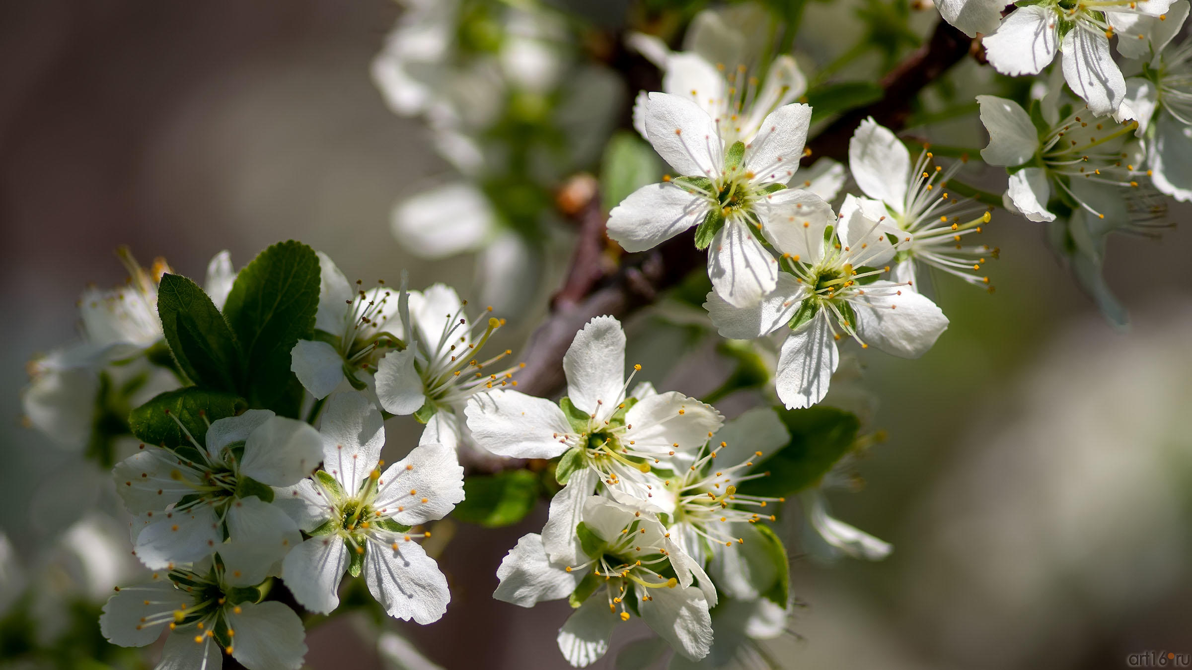 ::Волжский берег. Нижний Услон