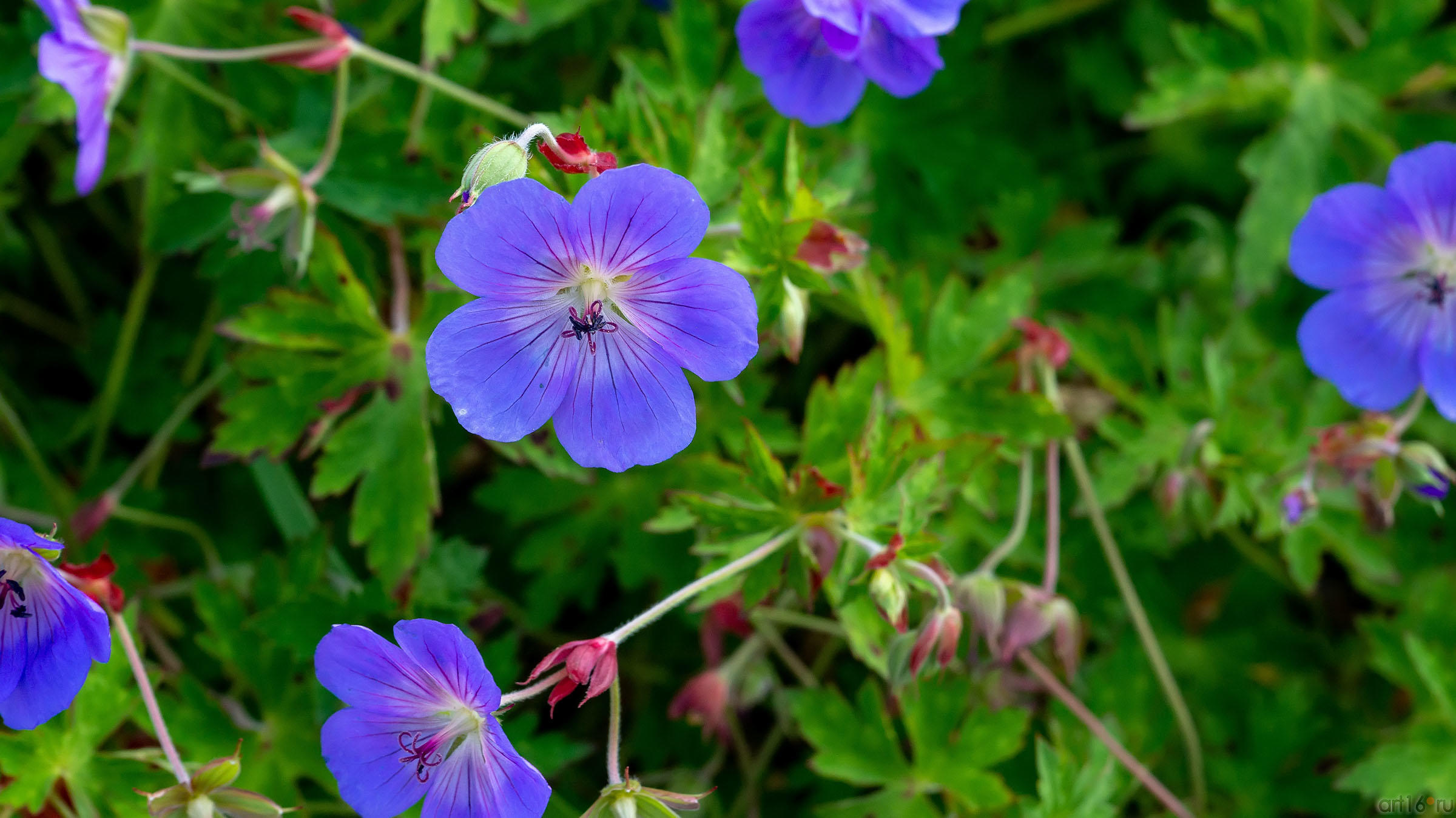 ::Цветочный фестиваль - 2020