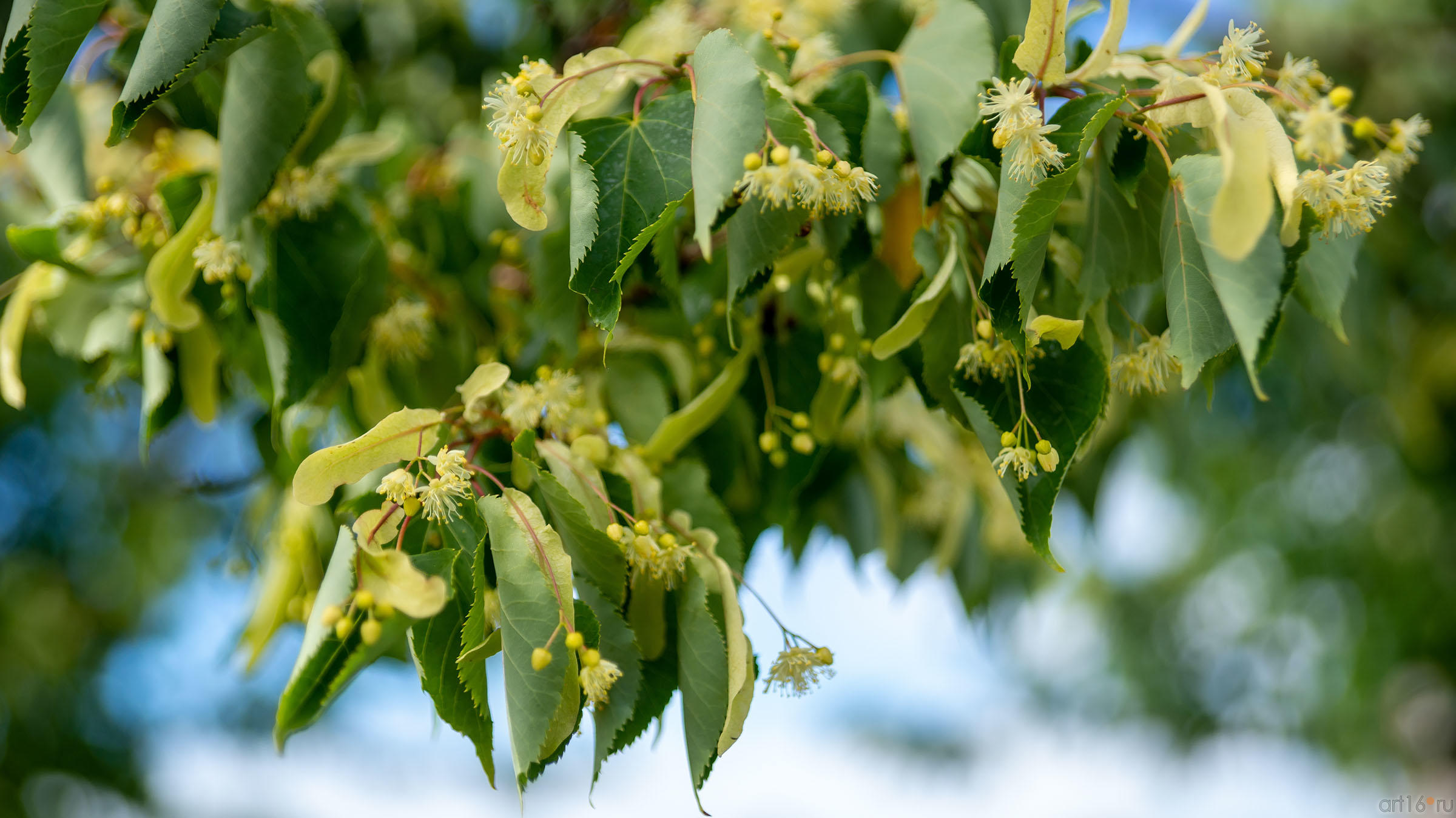 ::Цветочный фестиваль - 2020