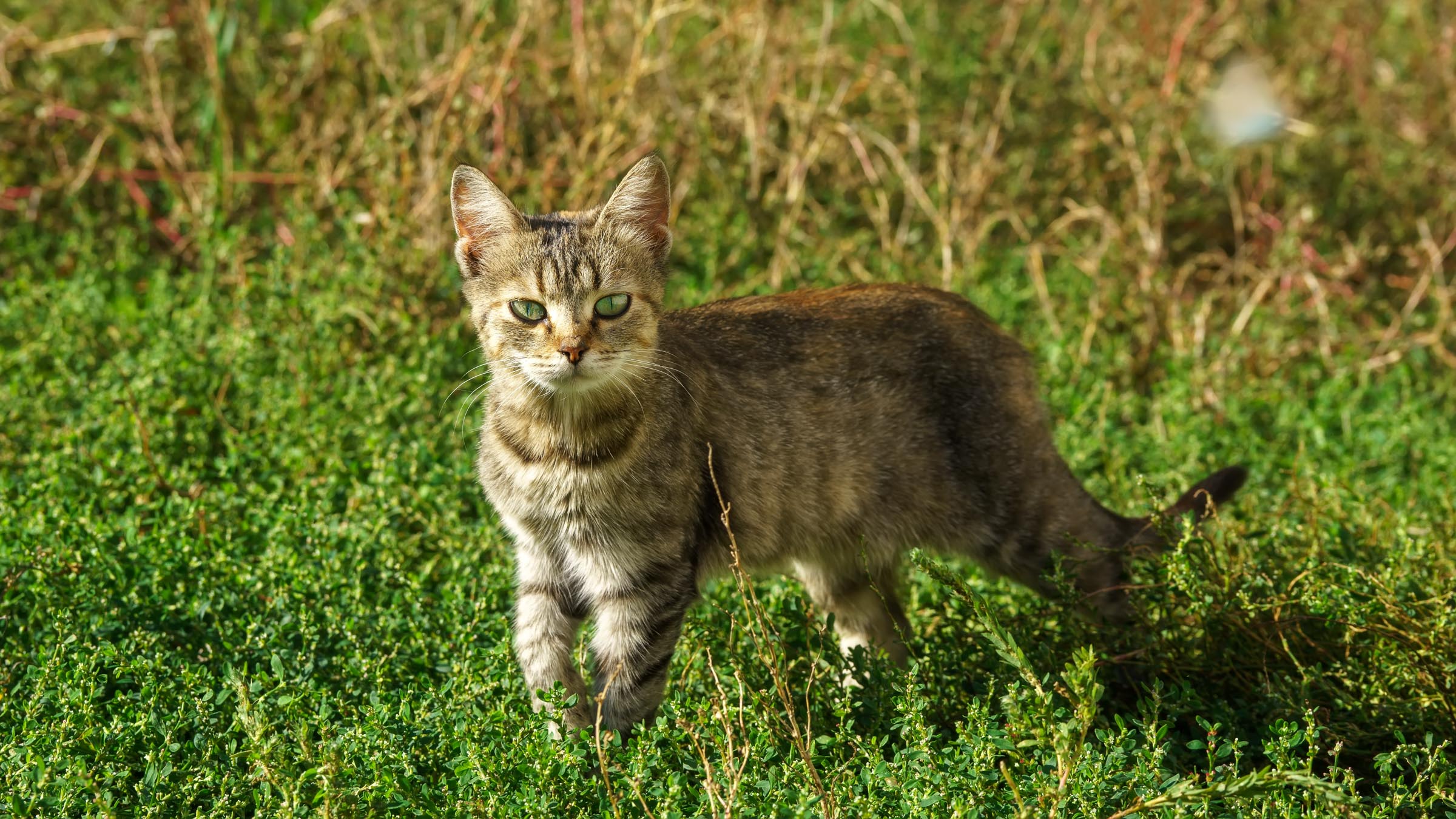 Кот::Прихоперье, лето 2021