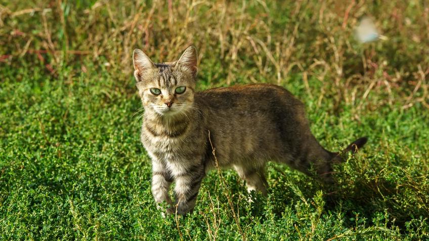 Кот::Прихоперье, лето 2021