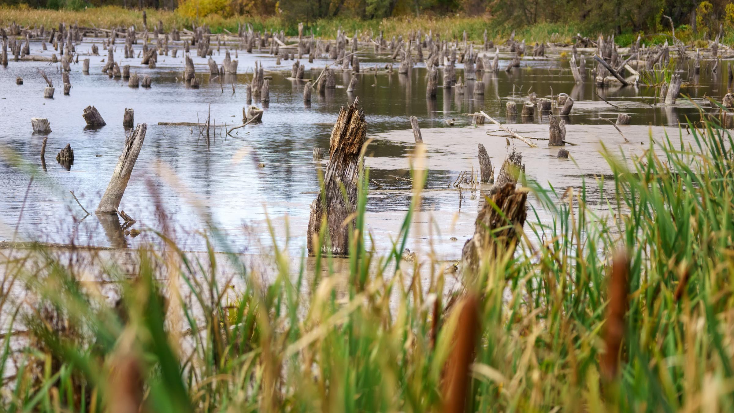 ::Прихоперье, лето 2021