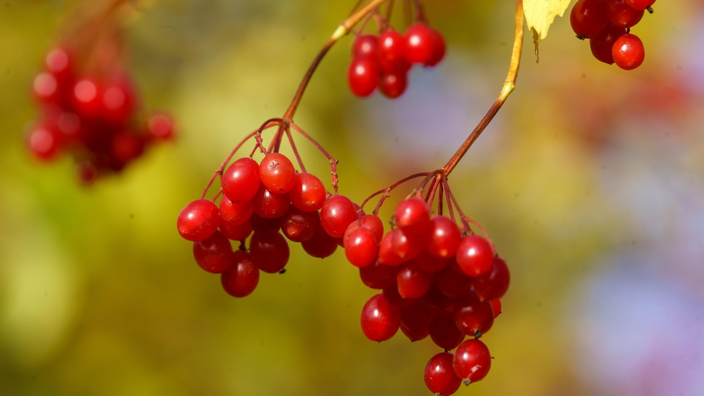 ::Волжские берега. Сентябрь 2021