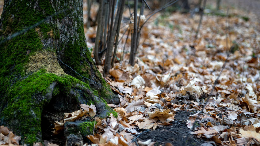 ::Осень в лесу